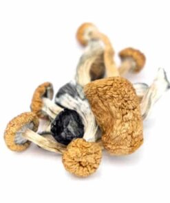 b+ cubensis mushroom