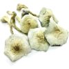 Buy Great White Monster Mushroom australia