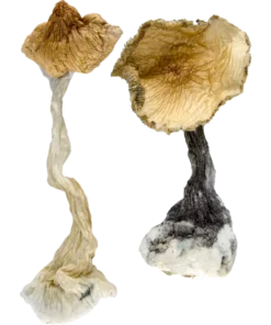 Blue meanies magic mushrooms | Blue meanies magic mushroom