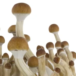 b+ magic mushroom grow kit