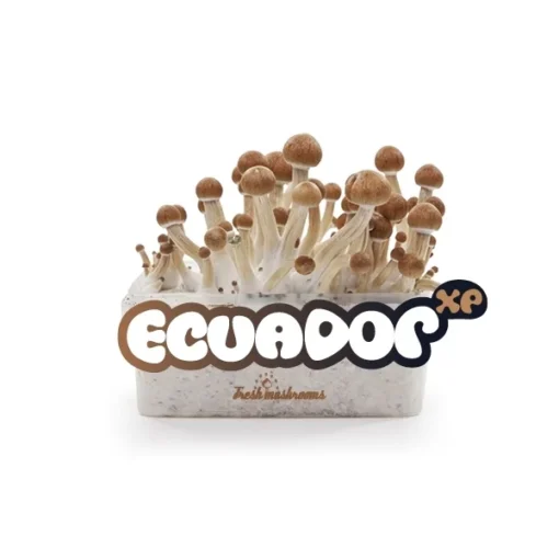 Ecuador Mushroom Grow Kit