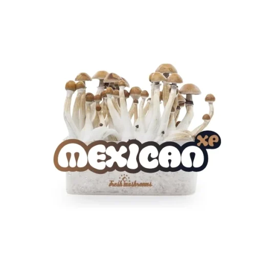 mexican mushroom grow kit