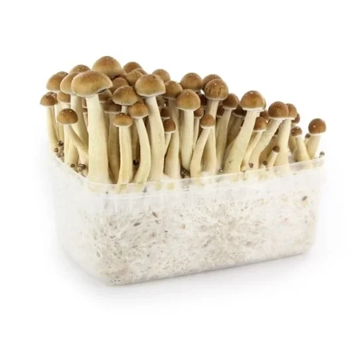 golden teacher mushroom grow kit usa