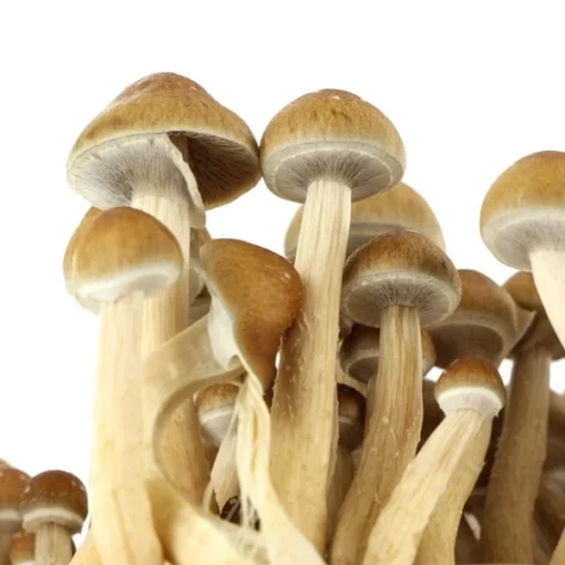 best magic mushroom grow kit