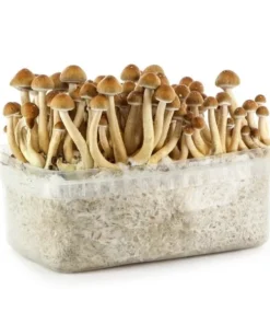 best magic mushroom grow kit
