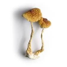 magic mushroom cambodia