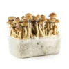 what is the best mushroom growing kit