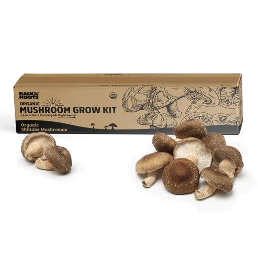 shiitake mushroom kit